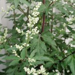 Artemisia, Artemisia spp.