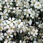 Cerastium/Snow-In-Summer, Cerastium tomentosum