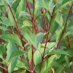 Red Osier Dogwood, Cornus sericea