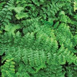 Ferns, Dryopteris/Athyrium/Matteuccia spp.