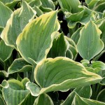 Hosta/Plantain Lily, Hosta spp.
