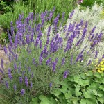 Lavender, Lavandula angustifolia spp.