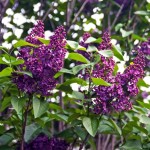 French Hybrid Lilac, Syringa vulgaris ‘Andenken an Ludwig Spaeth’